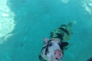 bahamas swimming pigs